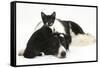 Black-And-White Border Collie Bitch, with Black-And-White Tuxedo Kitten, 10 Weeks Old-Mark Taylor-Framed Stretched Canvas