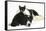 Black-And-White Border Collie Bitch, with Black-And-White Tuxedo Kitten, 10 Weeks Old-Mark Taylor-Framed Stretched Canvas