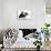 Black-And-White Border Collie Bitch, with Black-And-White Tuxedo Kitten, 10 Weeks Old-Mark Taylor-Stretched Canvas displayed on a wall