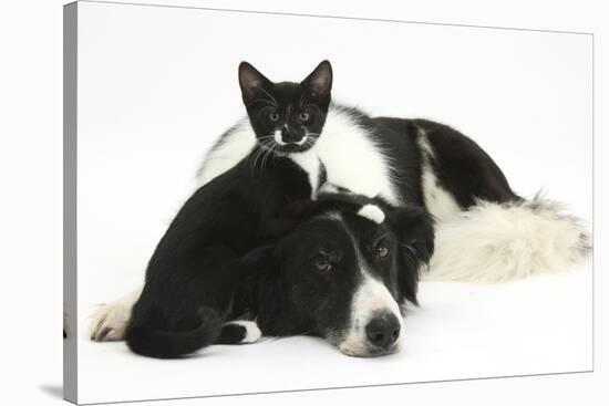 Black-And-White Border Collie Bitch, with Black-And-White Tuxedo Kitten, 10 Weeks Old-Mark Taylor-Stretched Canvas