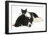 Black-And-White Border Collie Bitch, with Black-And-White Tuxedo Kitten, 10 Weeks Old-Mark Taylor-Framed Photographic Print