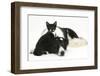 Black-And-White Border Collie Bitch, with Black-And-White Tuxedo Kitten, 10 Weeks Old-Mark Taylor-Framed Photographic Print