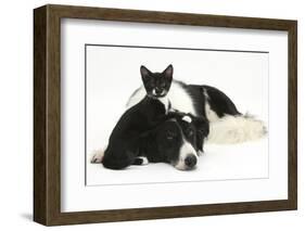 Black-And-White Border Collie Bitch, with Black-And-White Tuxedo Kitten, 10 Weeks Old-Mark Taylor-Framed Photographic Print