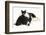 Black-And-White Border Collie Bitch, with Black-And-White Tuxedo Kitten, 10 Weeks Old-Mark Taylor-Framed Photographic Print