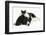 Black-And-White Border Collie Bitch, with Black-And-White Tuxedo Kitten, 10 Weeks Old-Mark Taylor-Framed Photographic Print