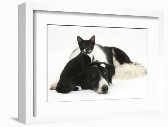 Black-And-White Border Collie Bitch, with Black-And-White Tuxedo Kitten, 10 Weeks Old-Mark Taylor-Framed Photographic Print