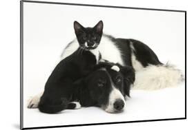 Black-And-White Border Collie Bitch, with Black-And-White Tuxedo Kitten, 10 Weeks Old-Mark Taylor-Mounted Photographic Print