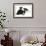 Black-And-White Border Collie Bitch, with Black-And-White Tuxedo Kitten, 10 Weeks Old-Mark Taylor-Framed Photographic Print displayed on a wall