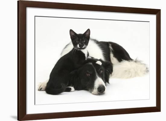 Black-And-White Border Collie Bitch, with Black-And-White Tuxedo Kitten, 10 Weeks Old-Mark Taylor-Framed Photographic Print