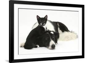 Black-And-White Border Collie Bitch, with Black-And-White Tuxedo Kitten, 10 Weeks Old-Mark Taylor-Framed Photographic Print