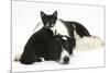 Black-And-White Border Collie Bitch, with Black-And-White Tuxedo Kitten, 10 Weeks Old-Mark Taylor-Mounted Photographic Print