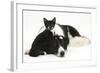 Black-And-White Border Collie Bitch, with Black-And-White Tuxedo Kitten, 10 Weeks Old-Mark Taylor-Framed Photographic Print