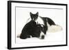 Black-And-White Border Collie Bitch, with Black-And-White Tuxedo Kitten, 10 Weeks Old-Mark Taylor-Framed Photographic Print