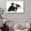 Black-And-White Border Collie Bitch, with Black-And-White Tuxedo Kitten, 10 Weeks Old-Mark Taylor-Stretched Canvas displayed on a wall