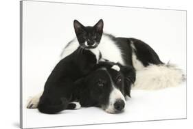 Black-And-White Border Collie Bitch, with Black-And-White Tuxedo Kitten, 10 Weeks Old-Mark Taylor-Stretched Canvas