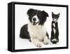 Black-And-White Border Collie Bitch, with Black-And-White Tuxedo Kitten, 10 Weeks-Mark Taylor-Framed Stretched Canvas