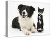 Black-And-White Border Collie Bitch, with Black-And-White Tuxedo Kitten, 10 Weeks-Mark Taylor-Stretched Canvas