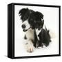 Black-And-White Border Collie Bitch, with Black-And-White Tuxedo Kitten, 10 Weeks-Mark Taylor-Framed Stretched Canvas