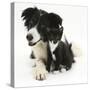 Black-And-White Border Collie Bitch, with Black-And-White Tuxedo Kitten, 10 Weeks-Mark Taylor-Stretched Canvas