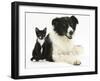 Black-And-White Border Collie Bitch, with Black-And-White Tuxedo Kitten, 10 Weeks-Mark Taylor-Framed Photographic Print