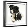 Black-And-White Border Collie Bitch, with Black-And-White Tuxedo Kitten, 10 Weeks-Mark Taylor-Framed Photographic Print