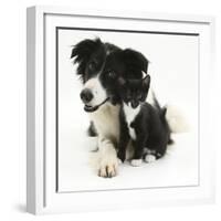 Black-And-White Border Collie Bitch, with Black-And-White Tuxedo Kitten, 10 Weeks-Mark Taylor-Framed Photographic Print