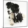 Black-And-White Border Collie Bitch, with Black-And-White Tuxedo Kitten, 10 Weeks-Mark Taylor-Mounted Photographic Print