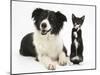 Black-And-White Border Collie Bitch, with Black-And-White Tuxedo Kitten, 10 Weeks-Mark Taylor-Mounted Photographic Print