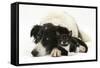 Black-And-White Border Collie Bitch, with Black-And-White Tuxedo Male Kitten, 9 Weeks Old-Mark Taylor-Framed Stretched Canvas