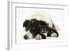 Black-And-White Border Collie Bitch, with Black-And-White Tuxedo Male Kitten, 9 Weeks Old-Mark Taylor-Framed Photographic Print