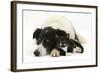 Black-And-White Border Collie Bitch, with Black-And-White Tuxedo Male Kitten, 9 Weeks Old-Mark Taylor-Framed Photographic Print