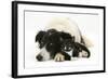 Black-And-White Border Collie Bitch, with Black-And-White Tuxedo Male Kitten, 9 Weeks Old-Mark Taylor-Framed Photographic Print