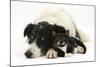 Black-And-White Border Collie Bitch, with Black-And-White Tuxedo Male Kitten, 9 Weeks Old-Mark Taylor-Mounted Photographic Print