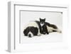 Black-And-White Border Collie Bitch, with Black-And-White Tuxedo Male Kitten, 9 Weeks-Mark Taylor-Framed Photographic Print