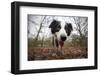 Black And White Border Collie, Hampstead Heath, England, UK-Matthew Maran-Framed Photographic Print