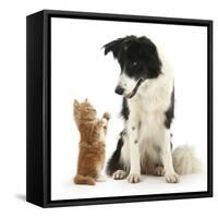 Black-And-White Border Collie Looking at Ginger Kitten-Mark Taylor-Framed Stretched Canvas