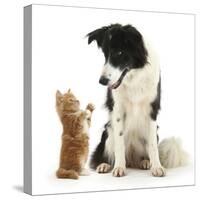 Black-And-White Border Collie Looking at Ginger Kitten-Mark Taylor-Stretched Canvas