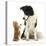 Black-And-White Border Collie Looking at Ginger Kitten-Mark Taylor-Stretched Canvas