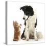 Black-And-White Border Collie Looking at Ginger Kitten-Mark Taylor-Stretched Canvas