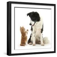 Black-And-White Border Collie Looking at Ginger Kitten-Mark Taylor-Framed Premium Photographic Print