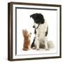Black-And-White Border Collie Looking at Ginger Kitten-Mark Taylor-Framed Photographic Print
