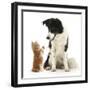 Black-And-White Border Collie Looking at Ginger Kitten-Mark Taylor-Framed Photographic Print