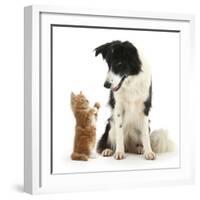 Black-And-White Border Collie Looking at Ginger Kitten-Mark Taylor-Framed Photographic Print