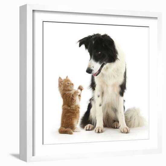 Black-And-White Border Collie Looking at Ginger Kitten-Mark Taylor-Framed Photographic Print