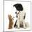 Black-And-White Border Collie Looking at Ginger Kitten-Mark Taylor-Mounted Photographic Print