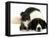 Black-And-White Border Collie Lying Chin on Floor with Black-And-White Kitten-Jane Burton-Framed Stretched Canvas