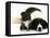 Black-And-White Border Collie Lying Chin on Floor with Black-And-White Kitten-Jane Burton-Framed Stretched Canvas