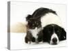 Black-And-White Border Collie Lying Chin on Floor with Black-And-White Kitten-Jane Burton-Stretched Canvas