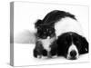 Black-And-White Border Collie Lying Chin on Floor with Black-And-White Kitten-Jane Burton-Stretched Canvas