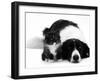 Black-And-White Border Collie Lying Chin on Floor with Black-And-White Kitten-Jane Burton-Framed Premium Photographic Print